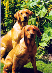 Birthday Cats Dogs Pets Card-