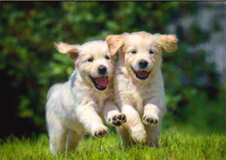 Birthday Cats Dogs Pets Card-