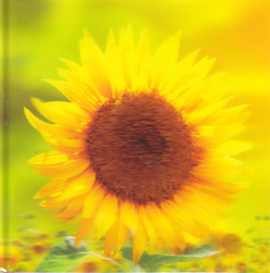 Birthday 3D Cards Card-