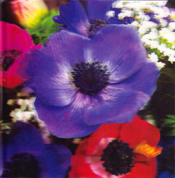 Birthday 3D Cards Card-