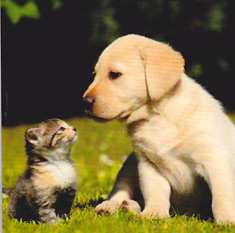 Birthday Cats Dogs Pets Card-