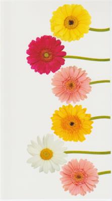 Blank Open Card-