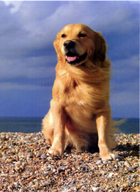 Birthday Cats Dogs Pets Card-