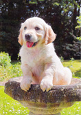 dogs cats pets birthday cards